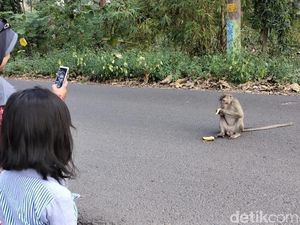 Kemarau Bikin Monyet di Hutan Blora Turun ke Jalan Demi Makanan