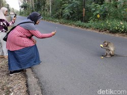 Monyet-monyet di Hutan Blora Turun Jalan Cari Makan, Jadi Wisata Dadakan