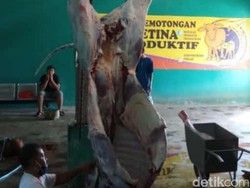 81 Hewan Kurban di Blitar Ditemukan Ada Cacing Hati