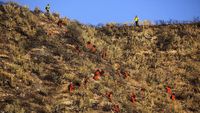 1.300 Damkar Berjibaku Halau Kebakaran Hutan di California