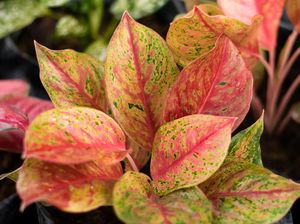 7 Jenis Aglonema yang Banyak Dicari dan Cara Merawatnya 7 Jenis Aglonema yang Banyak Dicari dan Cara Merawatnya