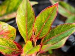 Tanaman Hias Indoor Aglonema, Bisa Dipelihara Bareng Ikan Cupang