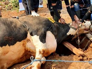 FIFGroup Tebar 539 Hewan Kurban FIFGroup Tebar 539 Hewan Kurban