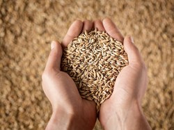 Masa Pandemi, Petani Senyum Berkat Harga Gabah Naik 1,44%