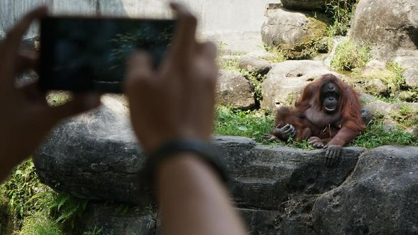 Gembira Loka Zoo Kembali Dibuka dengan Protokol Kesehatan