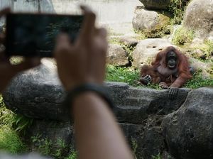 Gembira Loka Zoo Kembali Dibuka dengan Protokol Kesehatan