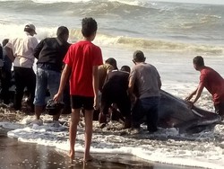Hiu Tutul Mati Terdampar di Pantai Cipatujah Tasik, Warga Ambil Dagingnya