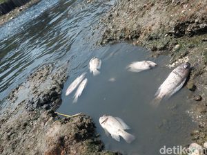 Peneliti Ecoton: Ikan Mati Massal di Citarum Diduga Akibat Pencemaran