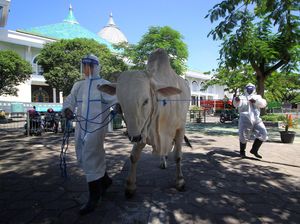 Syarat Sah Sapi dan Kambing untuk Kurban