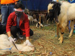 Sudah Tahu Kapan Jatuhnya Perayaan Hari Raya Idul Adha?