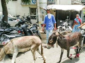 Protes Motornya Rusak Melulu, Pria Ini Bawa Dua Keledai ke Dealer