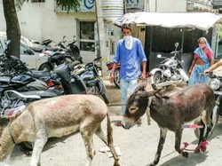 Protes Motornya Rusak Melulu, Pria Ini Bawa Dua Keledai ke Dealer