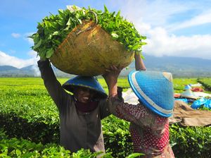 Sukses Transformasi, PTPN Dulu Rugi Kini Untung Terus
