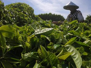 Kayu Aro Tanah Surga di Kaki Gunung Kerinci