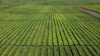 Wow, Produksi Teh Nasional Meningkat