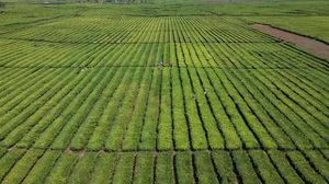 Wow, Produksi Teh Nasional Meningkat