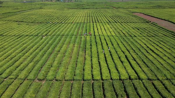 Wow, Produksi Teh Nasional Meningkat