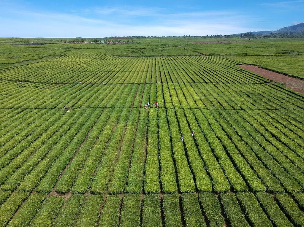 Wow, Produksi Teh Nasional Meningkat Wow, Produksi Teh Nasional Meningkat
