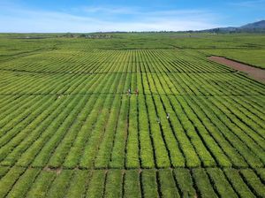 Wow, Produksi Teh Nasional Meningkat Wow, Produksi Teh Nasional Meningkat