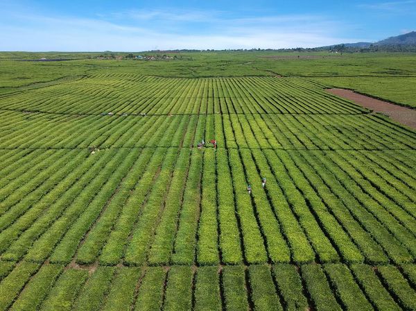 Wow, Produksi Teh Nasional Meningkat