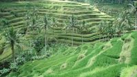 Keren! Ubud Masuk Daftar Kota Wisata Terbaik di Dunia