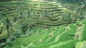 Keren! Ubud Masuk Daftar Kota Wisata Terbaik di Dunia
