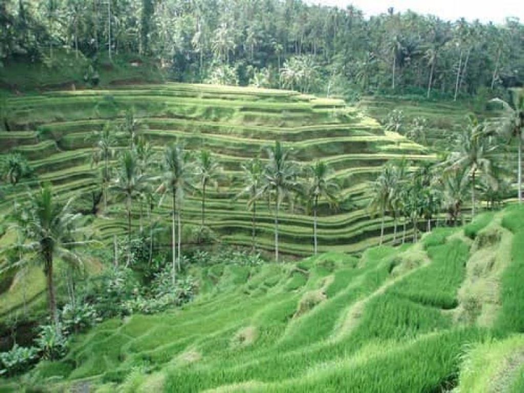 Rindu Hijaunya Persawahan Ubud Bali Rindu Hijaunya Persawahan Ubud Bali