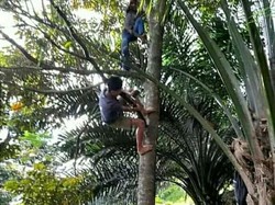 Viral Siswa di Simalungun Panjat Pohon demi Belajar Daring, Begini Ceritanya