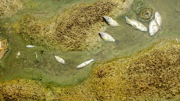 Citarum Tercemar Limbah, Ikan-ikan Mati