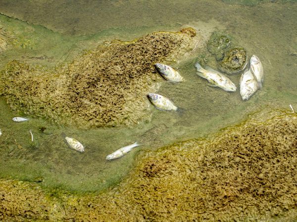 Citarum Tercemar Limbah, Ikan-ikan Mati