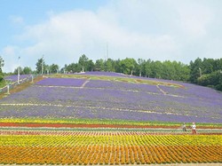 Taman Bunga yang Tak Mau Kehilangan Fans