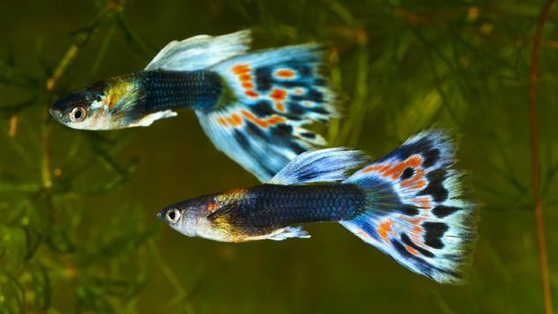 10 Jenis Ikan Hias Air Tawar Berukuran Kecil