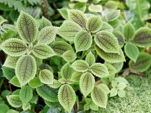 5 Jenis Tanaman  Hias Indoor Pilea Harga di Bawah Rp500 Ribu