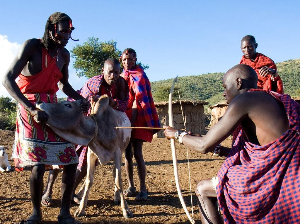 Suku Maasai di Kenya Ini Hobi Minum Darah Sapi yang Masih Segar