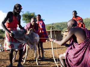 Suku Maasai di Kenya Ini Hobi Minum Darah Sapi yang Masih Segar Suku Maasai di Kenya Ini Hobi Minum Darah Sapi yang Masih Segar