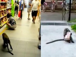 Aksi Monyet Curi Roti di Supermarket Ini Jadi Viral, Lihai Banget!