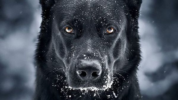 Potret Anjing Hitam yang Disebut Mirip Batman