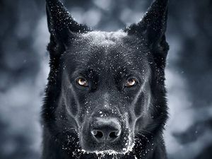 Potret Anjing Hitam yang Disebut Mirip Batman