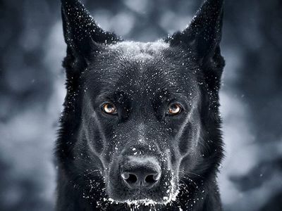 Potret Anjing Hitam yang Disebut Mirip Batman