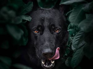 Dikira Jelmaan Anak SMP, Anjing di NTB Akan Dikubur Hidup-hidup Dikira Jelmaan Anak SMP, Anjing di NTB Akan Dikubur Hidup-hidup