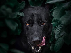 Dikira Jelmaan Anak SMP, Anjing di NTB Akan Dikubur Hidup-hidup