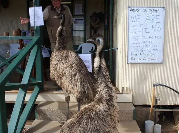 Duel Hotel Yaraka Vs Burung Emu yang Rakus