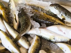 5 Hewan Ini Bisa Sebabkan Kematian Jika Dikonsumsi Manusia