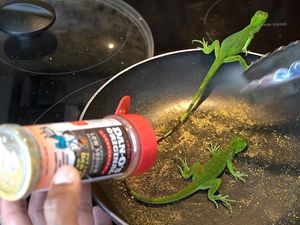 Wow! YouTuber Ini Masak Iguana Goreng Tepung yang Ditangkapnya