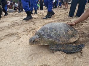 25 Ekor Penyu Dilepasliarkan Polda Bali ke Pantai Kuta