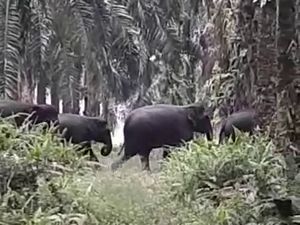14 Gajah Liar di Riau Digiring dari Permukiman ke Kawasan Konservasi