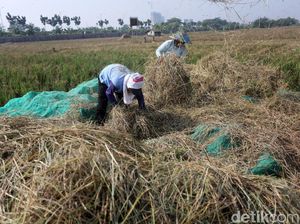 Menahan Gelombang PHK Lewat Sektor Pertanian