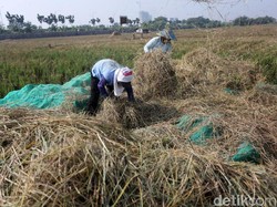 Menahan Gelombang PHK Lewat Sektor Pertanian