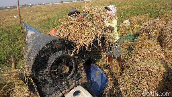 Potret Panen Padi di Ibu Kota