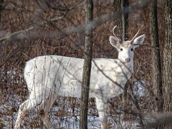 Bukan Dongeng, Ini Rusa Putih di Dunia Nyata